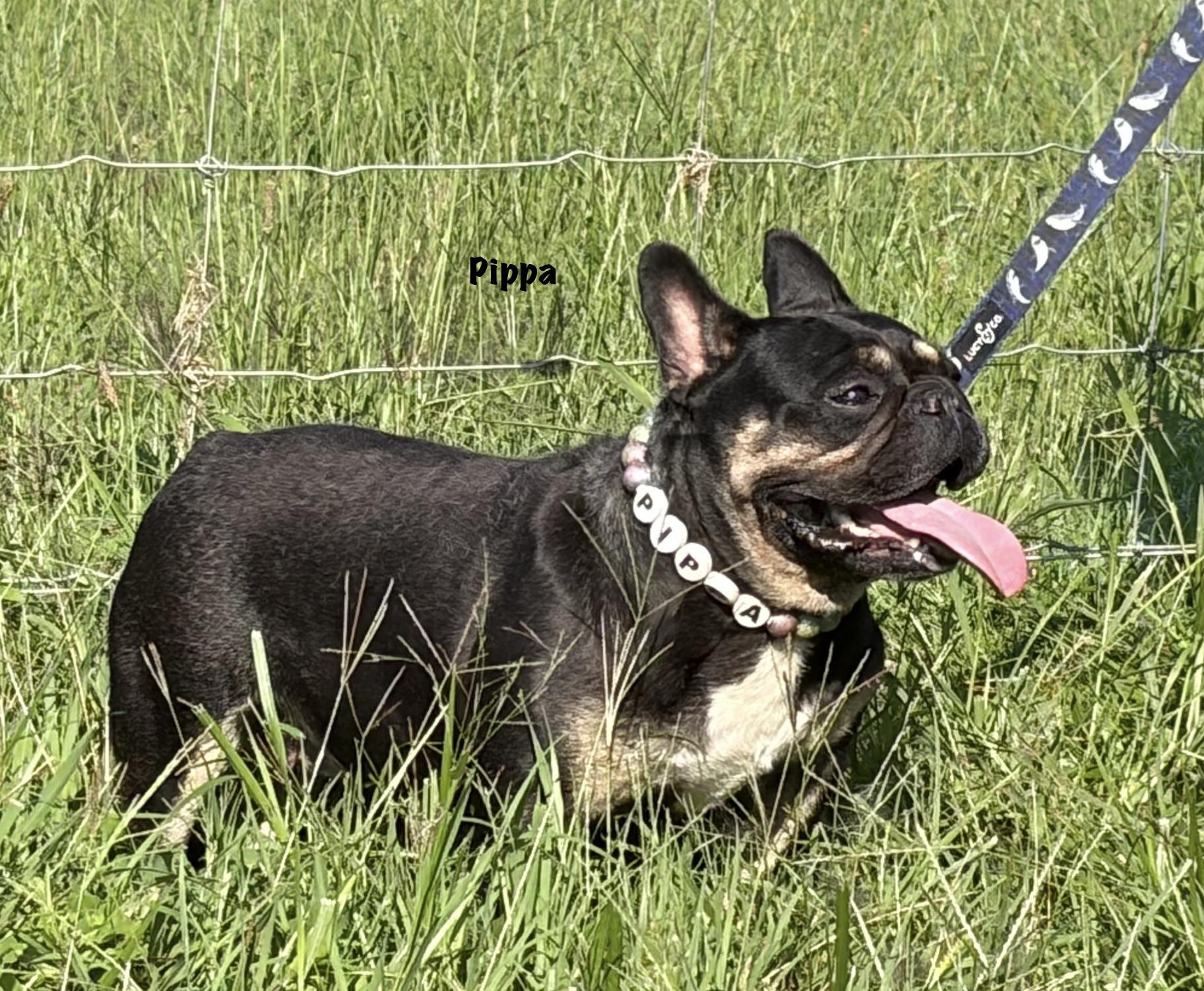 Pippa, ADOPTABLE, Adult Female French Bulldog.