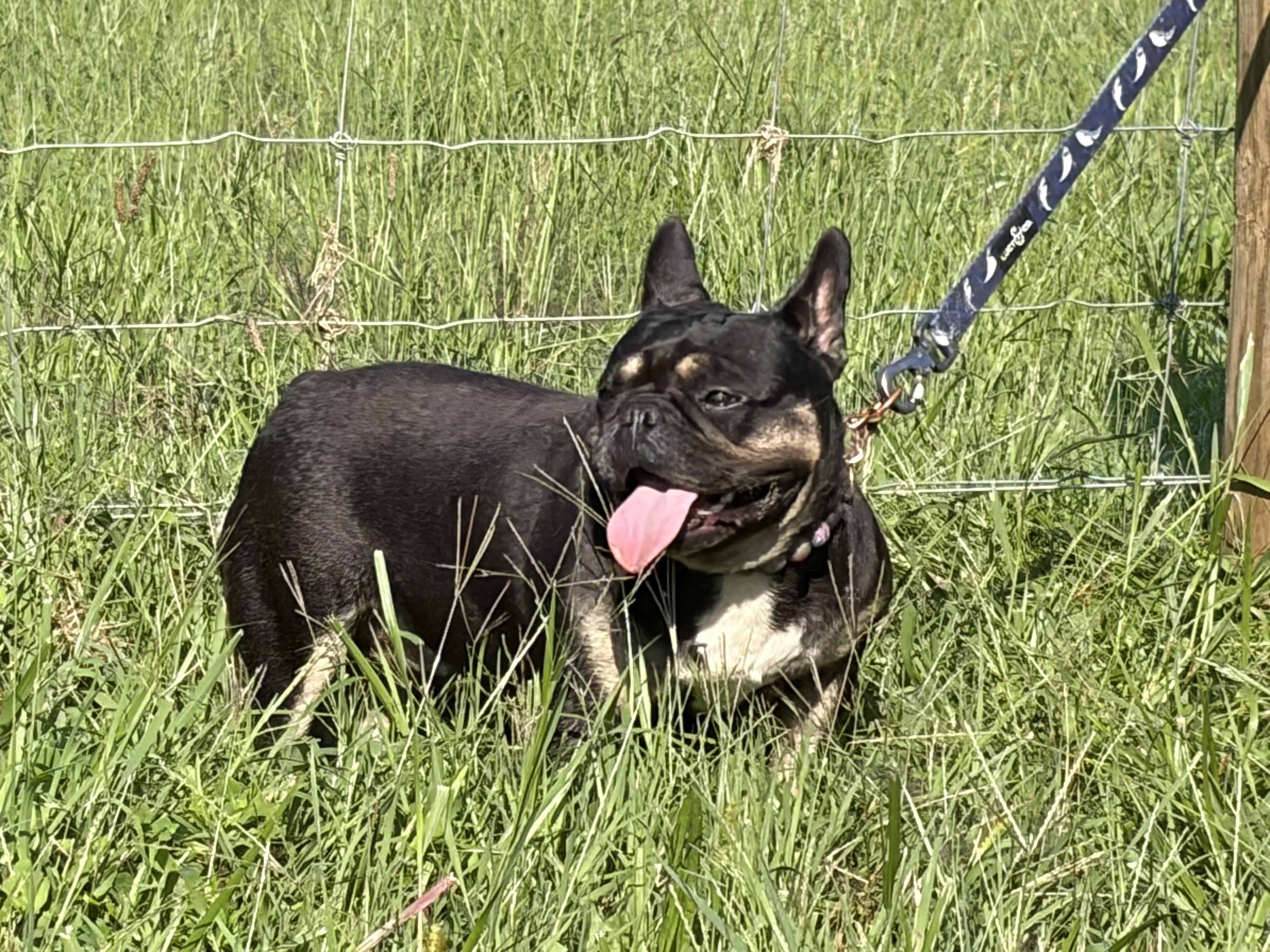 Pippa, a ADOPTABLE French Bulldog in Warrenton, VA image 2/4