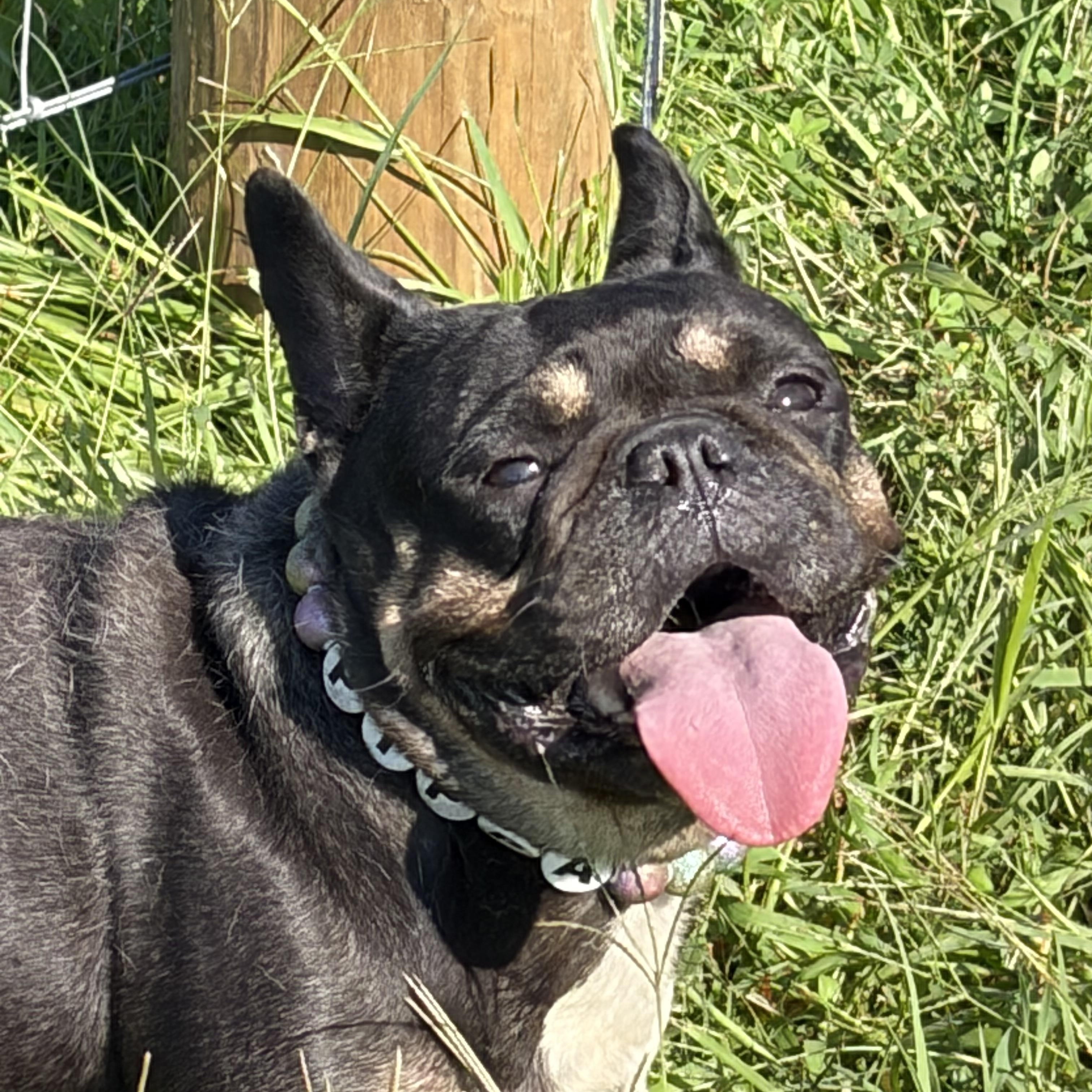 Pippa, a ADOPTABLE French Bulldog in Warrenton, VA image 3/4