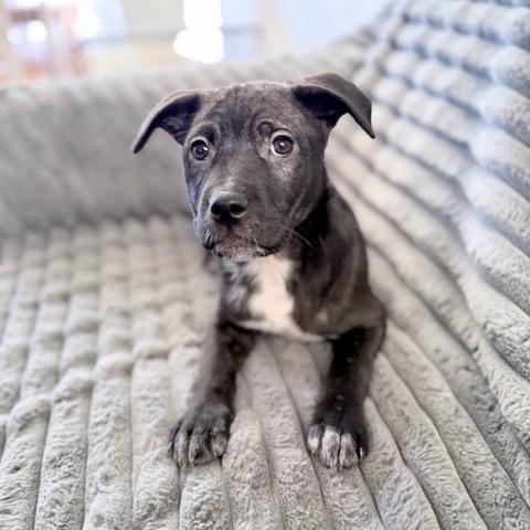Star, Adoptable, Puppy Female Mixed Breed.