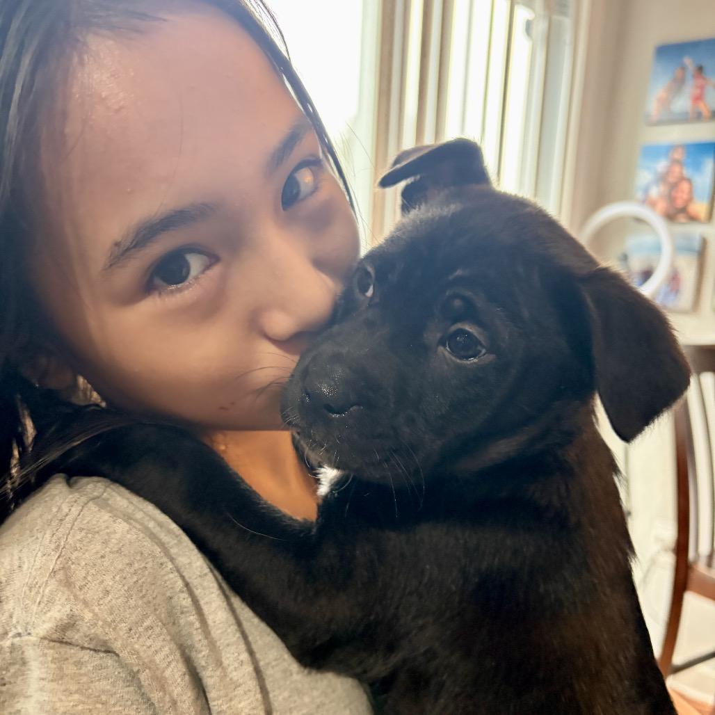 Enlarge Star, a Adoptable Mixed Breed in Fairfax, VA image 2/5