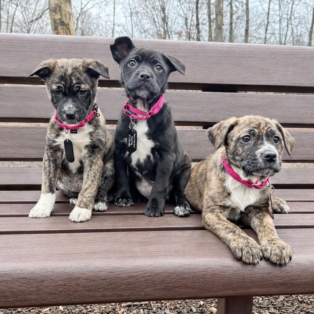 Enlarge Star, a Adoptable Mixed Breed in Fairfax, VA image 4/5