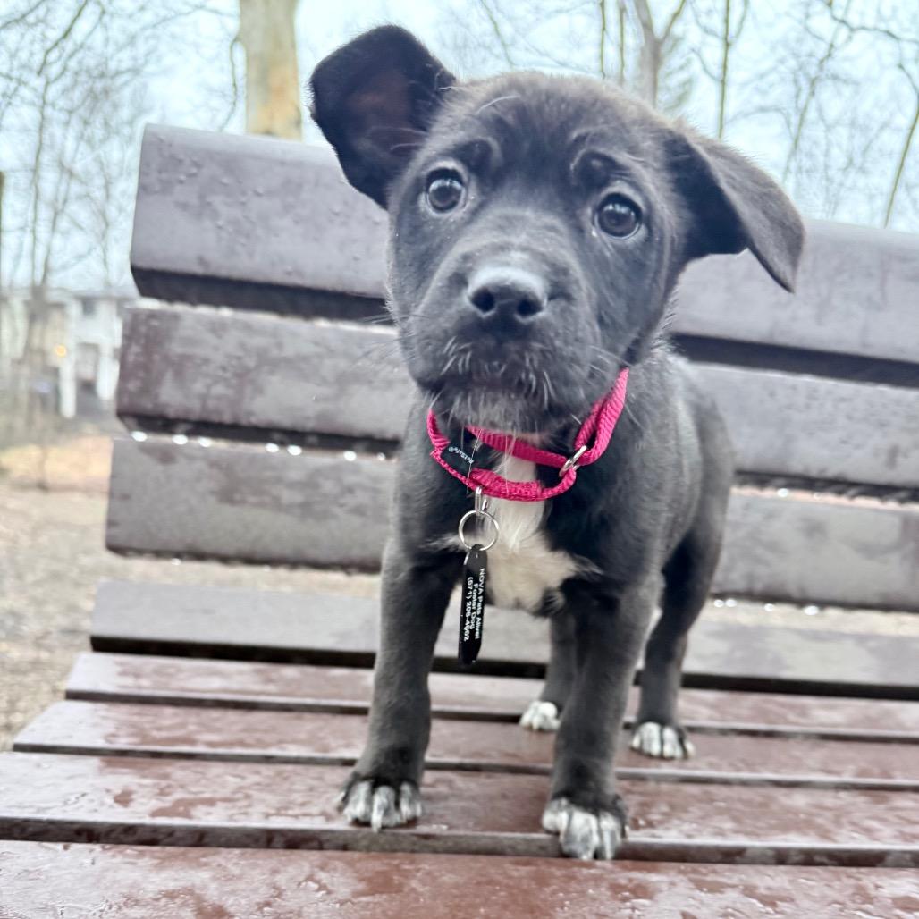 Enlarge Star, a Adoptable Mixed Breed in Fairfax, VA image 5/5