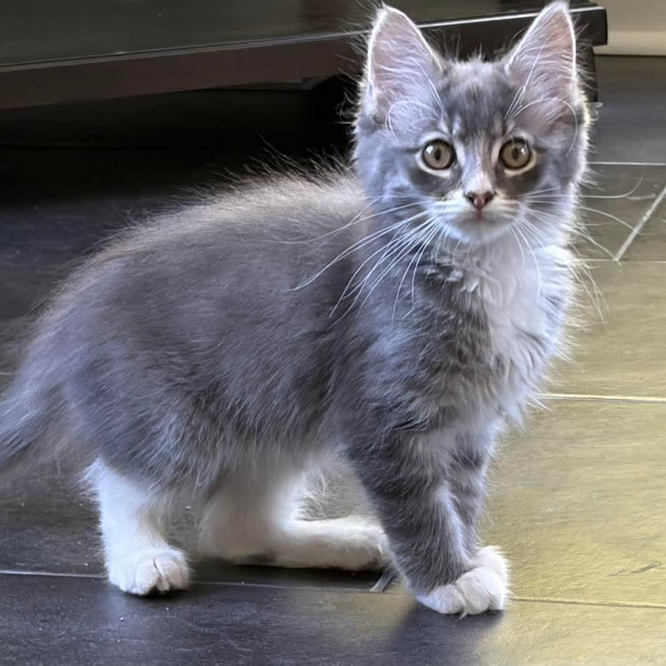 Quincy, Adoptable, Kitten Male Domestic Medium Hair.