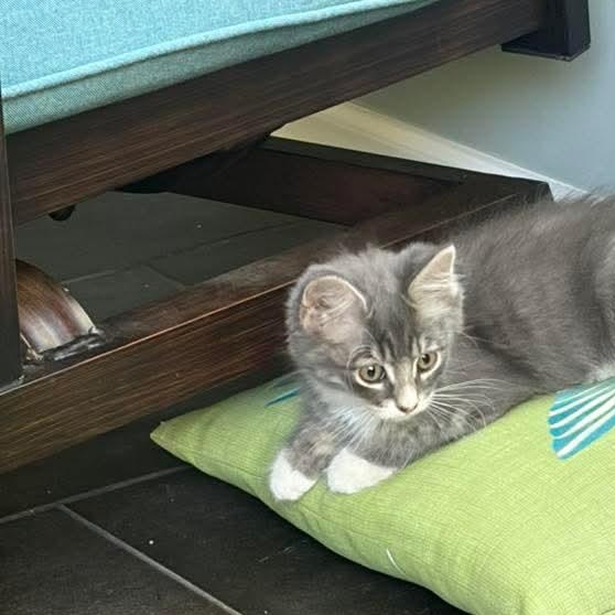 Quincy, a Adoptable Domestic Medium Hair in Kentwood, MI image 2/4