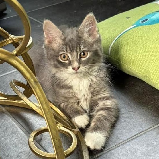 Quincy, a Adoptable Domestic Medium Hair in Kentwood, MI image 3/4