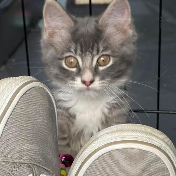 Quincy, a Adoptable Domestic Medium Hair in Kentwood, MI image 4/4