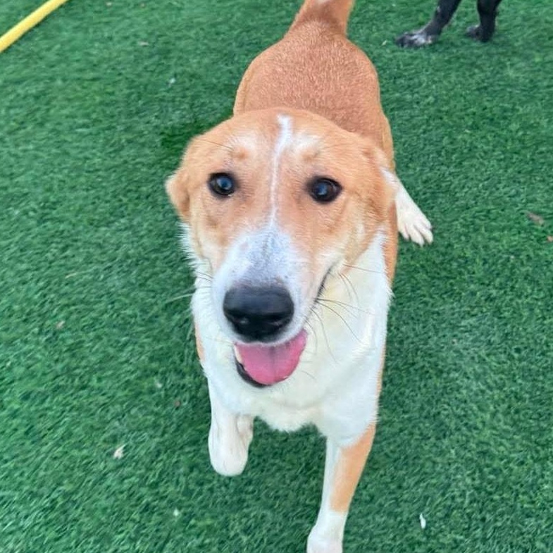 Lenny, ADOPTABLE, Adult Male Collie & Labrador Retriever.