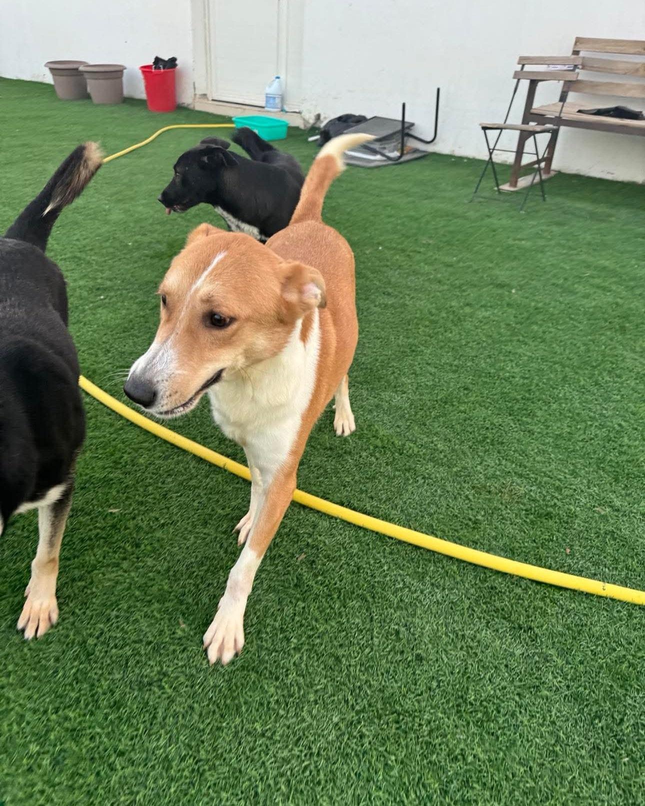 Lenny, a ADOPTABLE mixed breed in Scarborough, ON image 3/5