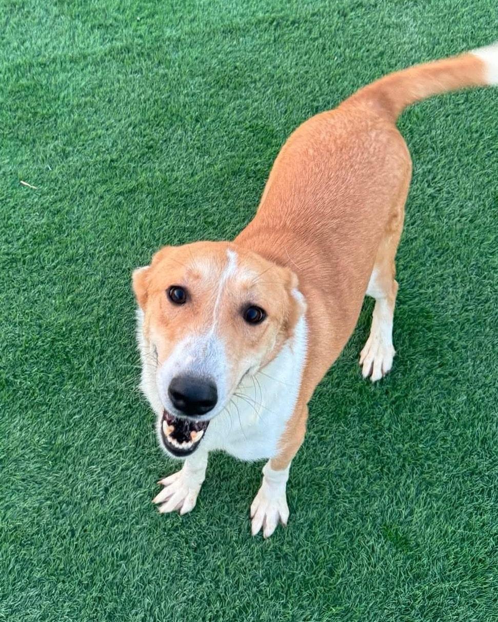 Lenny, a ADOPTABLE mixed breed in Scarborough, ON image 5/5