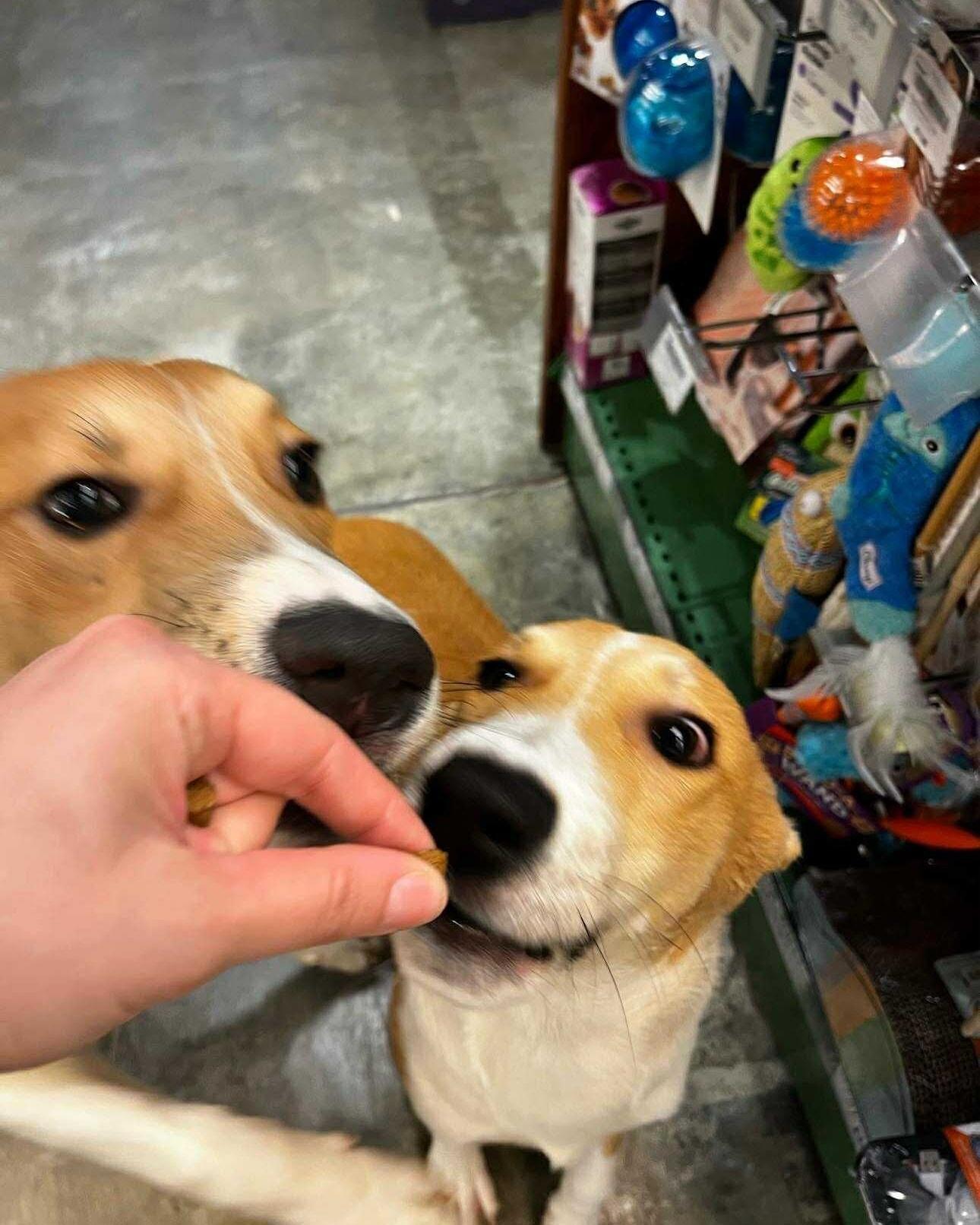 Lenny, a ADOPTABLE mixed breed in Scarborough, ON image 2/5