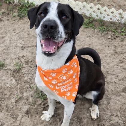 Kanga, a Adoptable mixed breed in Ocala, FL image 2/4