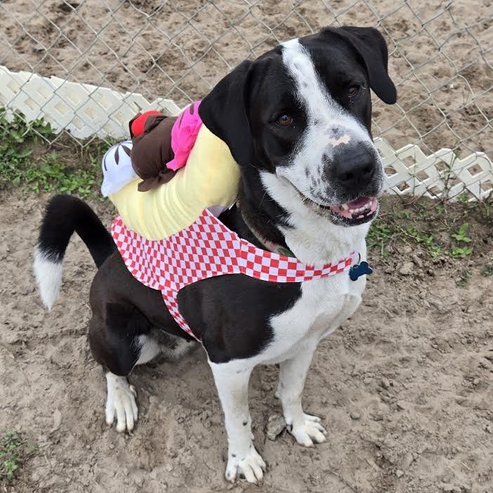 Kanga, Adoptable, Adult Female Great Dane & Black Labrador Retriever.