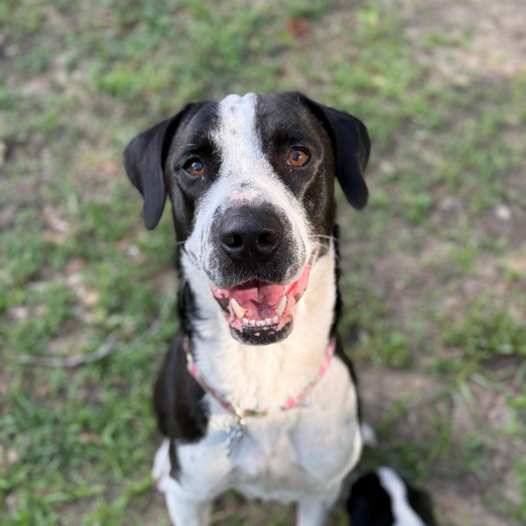 Kanga, a Adoptable mixed breed in Ocala, FL image 3/4