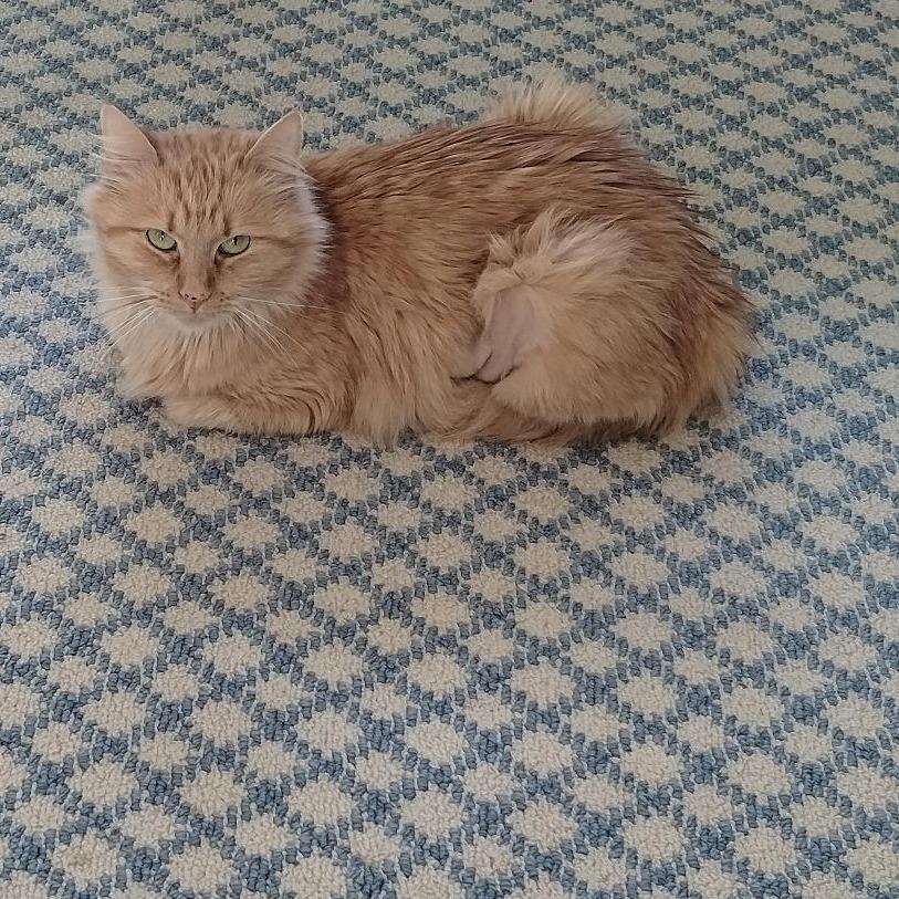 Punkin, Adoptable, Young Female Domestic Short Hair.