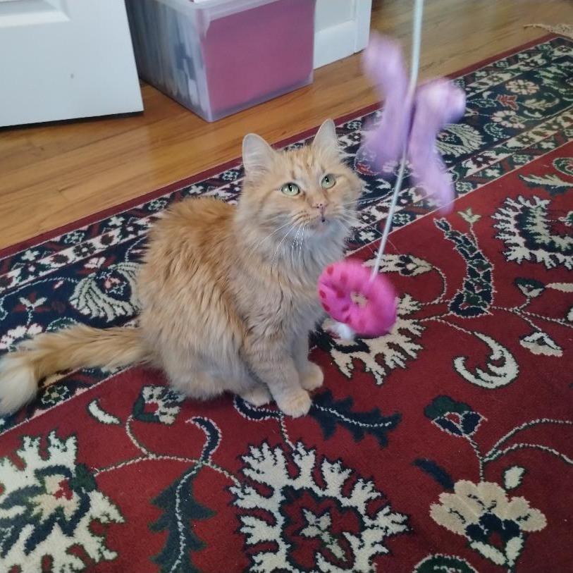 Enlarge Punkin, a Adoptable Domestic Short Hair in Westport, CT image 2/4