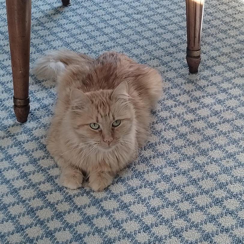 Enlarge Punkin, a Adoptable Domestic Short Hair in Westport, CT image 3/4