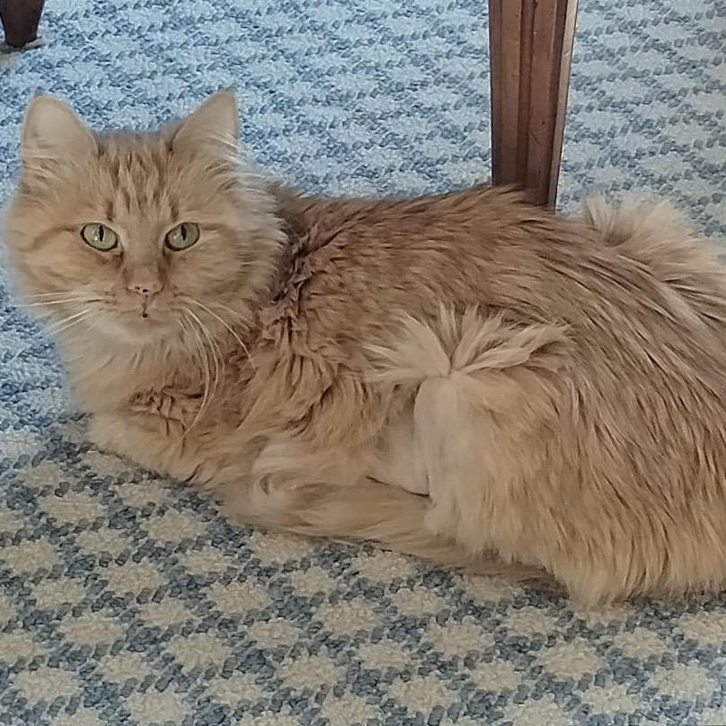 Enlarge Punkin, a Adoptable Domestic Short Hair in Westport, CT image 4/4