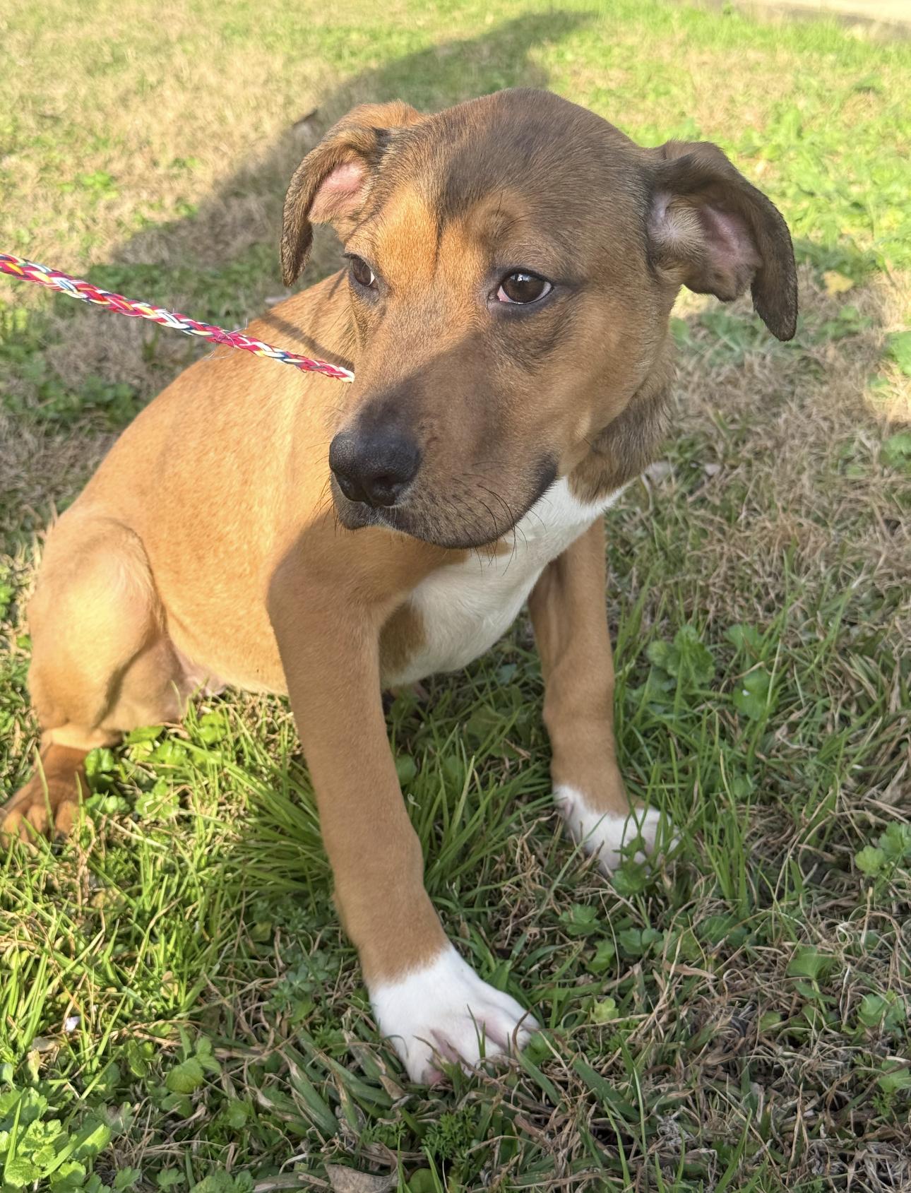 Enlarge Brit, a ADOPTABLE Mixed Breed in Vicksburg, MS image 1/1