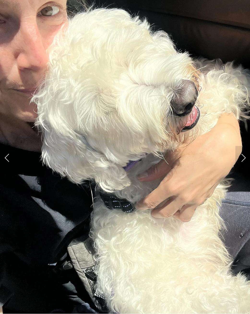 Enlarge Bon Bon, an adopted mixed breed in Davis, CA image 4/4