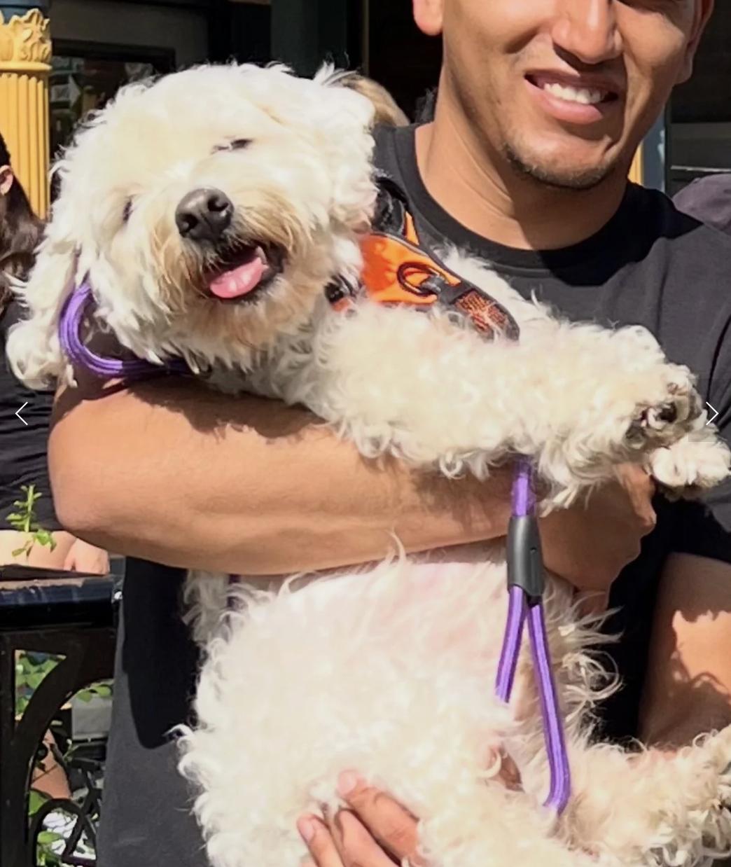 Bon Bon, adopted, Young Male Bichon Frise & Poodle.