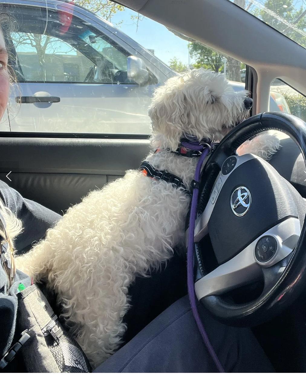 Enlarge Bon Bon, an adopted mixed breed in Davis, CA image 2/4