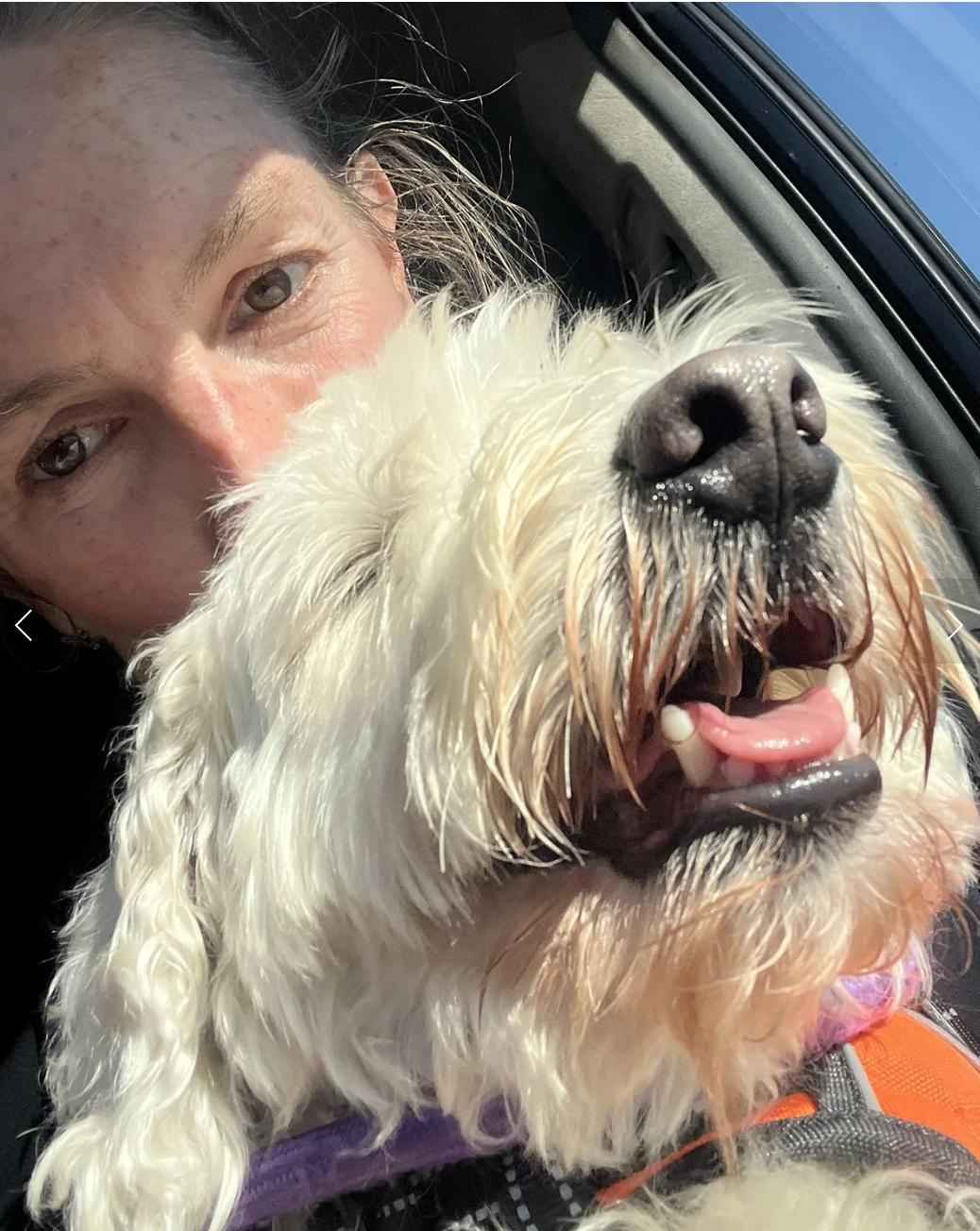 Enlarge Bon Bon, an adopted mixed breed in Davis, CA image 3/4