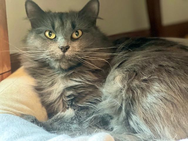 Nala, a Adoptable Domestic Long Hair in Kenosha, WI image 5/5
