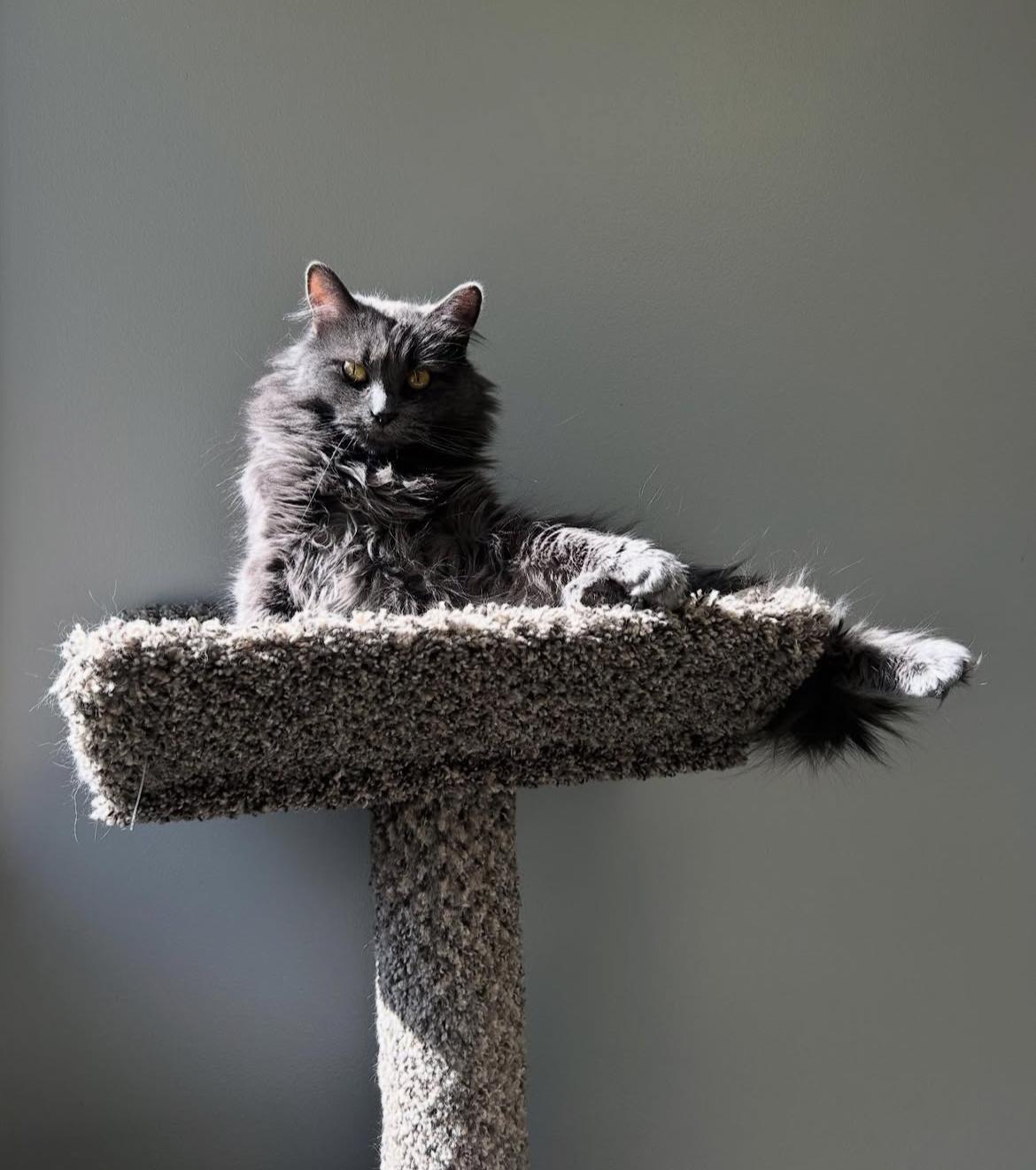 Nala, a Adoptable Domestic Long Hair in Kenosha, WI image 2/5