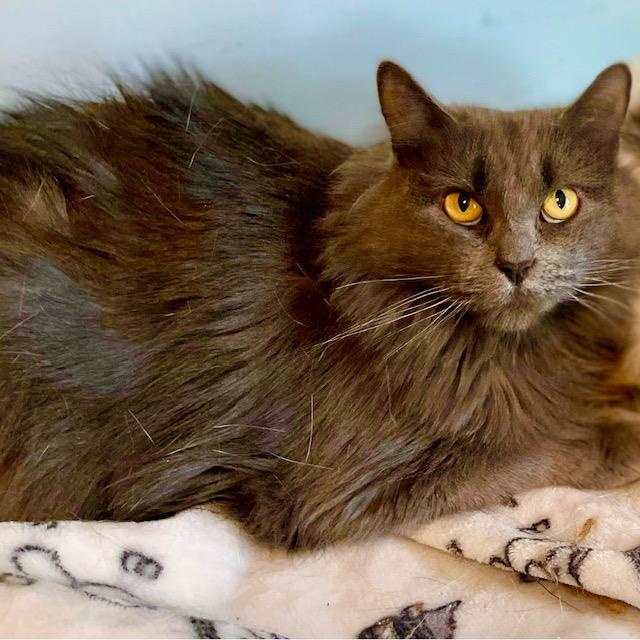 Nala, a Adoptable Domestic Long Hair in Kenosha, WI image 4/5