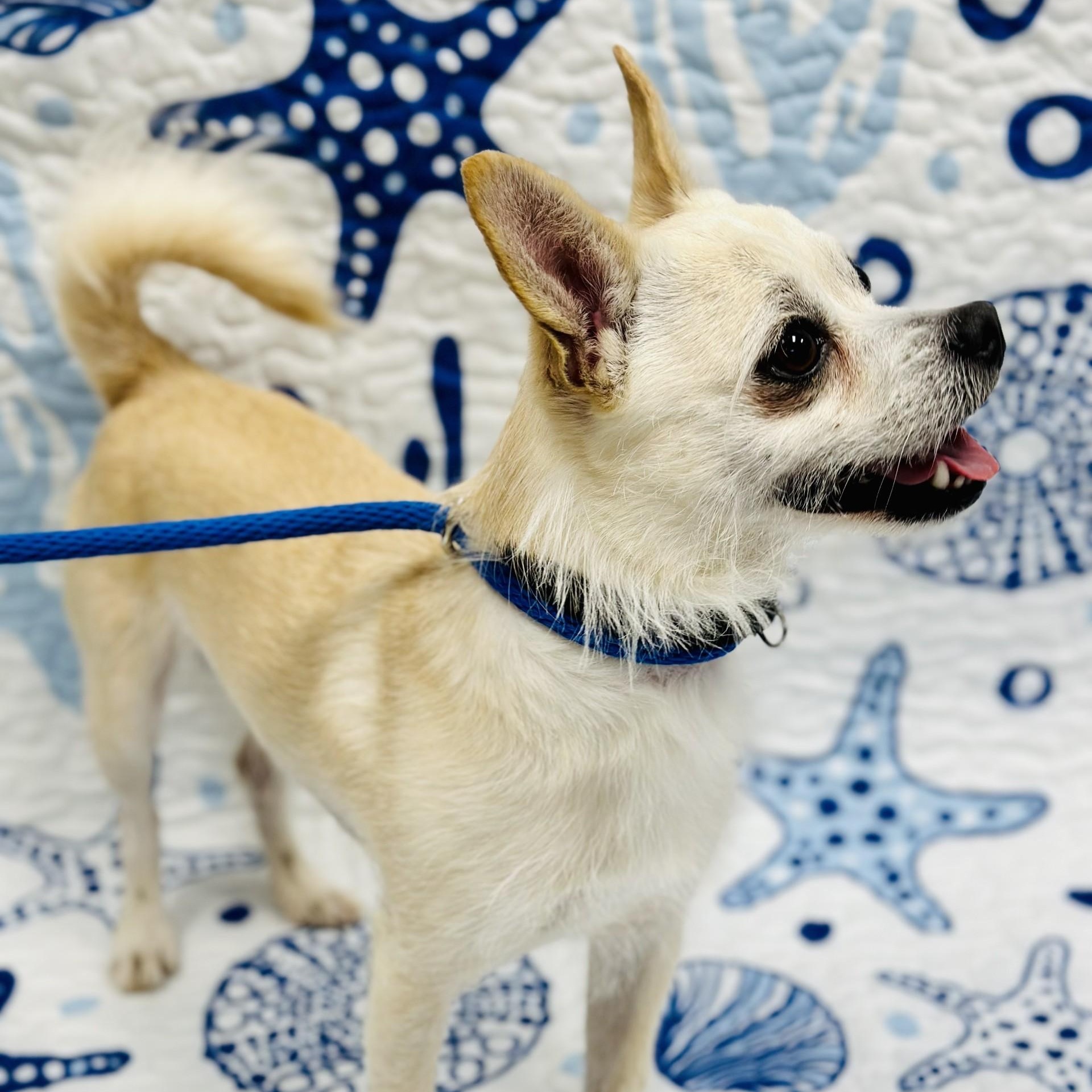 Enlarge Junior, an adopted Chihuahua in Manahawkin, NJ image 3/3