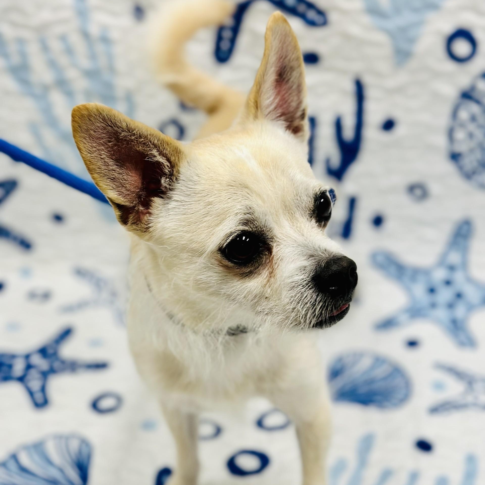 Enlarge Junior, an adopted Chihuahua in Manahawkin, NJ image 2/3