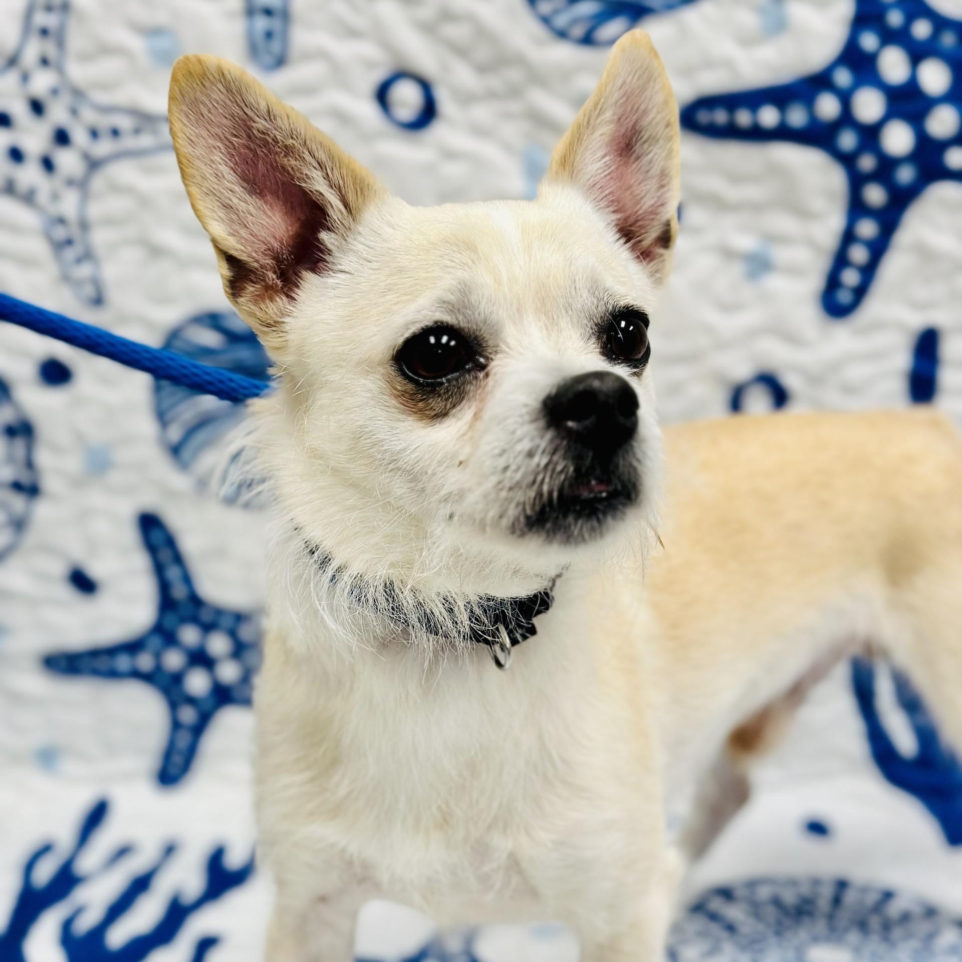 Enlarge Junior, an adopted Chihuahua in Manahawkin, NJ image 1/3