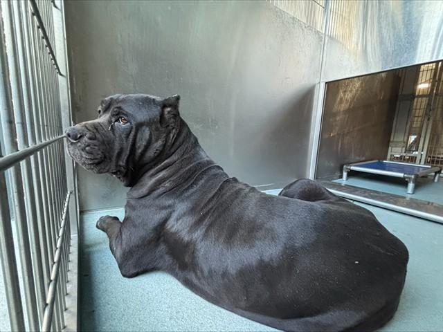 KOTA, Adoptable, Adult Female Cane Corso.