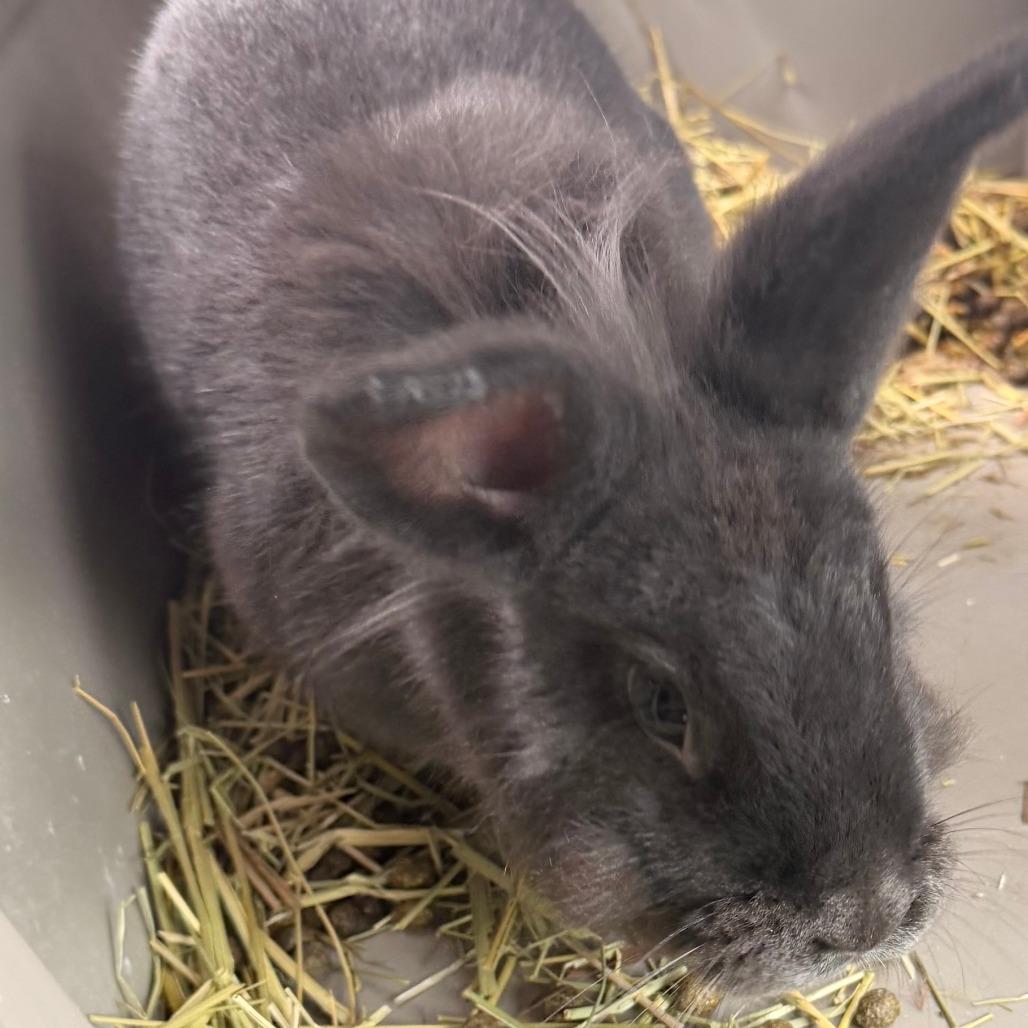 Cold Foam, Adoptable, Young Female Lionhead.