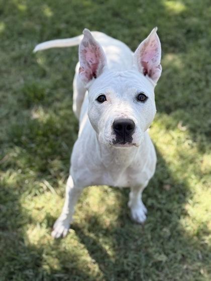 Opal, a Adoptable Mixed Breed in Memphis, TN image 1/3