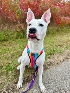 Opal, Adoptable, Adult Female Mixed Breed & Mixed Breed.