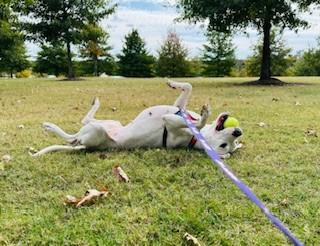 Opal, a Adoptable Mixed Breed in Memphis, TN image 2/3