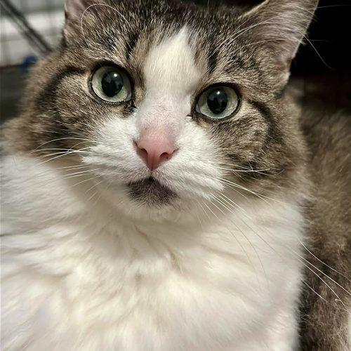 Willow, Adoptable, Adult Female Domestic Long Hair.