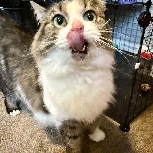 Willow, a Adoptable Domestic Long Hair in Georgetown, KY image 2/5