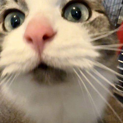 Willow, a Adoptable Domestic Long Hair in Georgetown, KY image 3/5