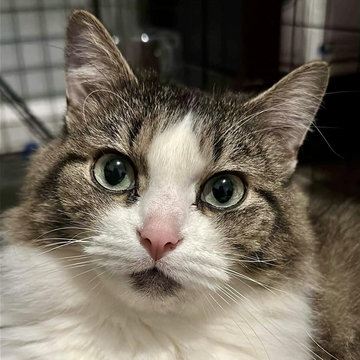 Enlarge Willow, a Adoptable Domestic Long Hair in Georgetown, KY image 4/6