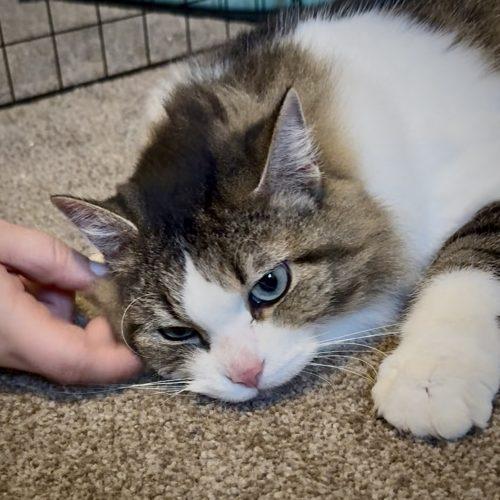 Willow, a Adoptable Domestic Long Hair in Georgetown, KY image 4/5