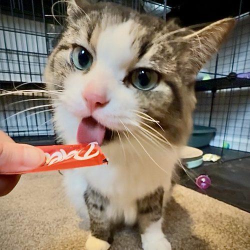 Willow, a Adoptable Domestic Long Hair in Georgetown, KY image 5/5