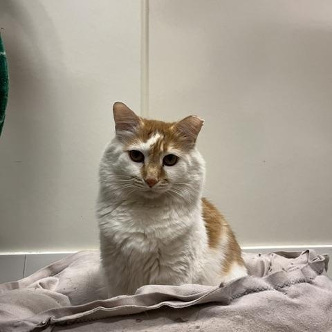 Fischer Price, Adoptable, Young Male Domestic Medium Hair.