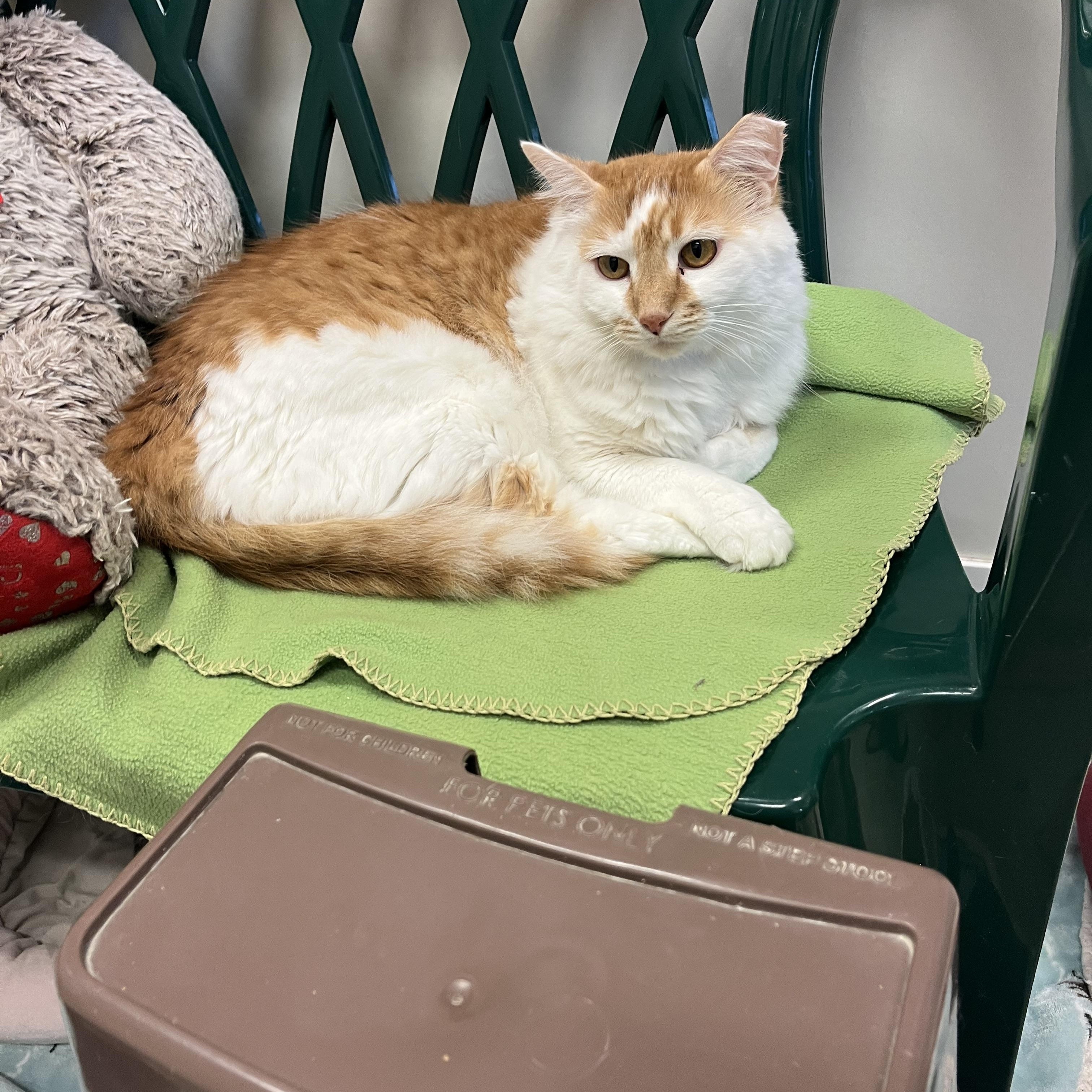 Fischer Price, a Adoptable Domestic Medium Hair in Chicago, IL image 2/2