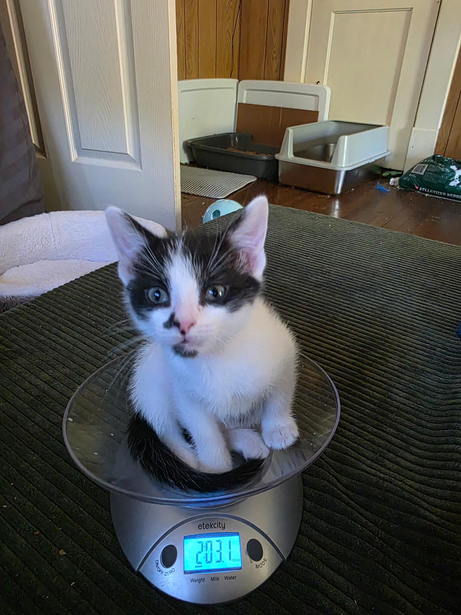 Skuttle, Adoptable, Kitten Male Domestic Short Hair.