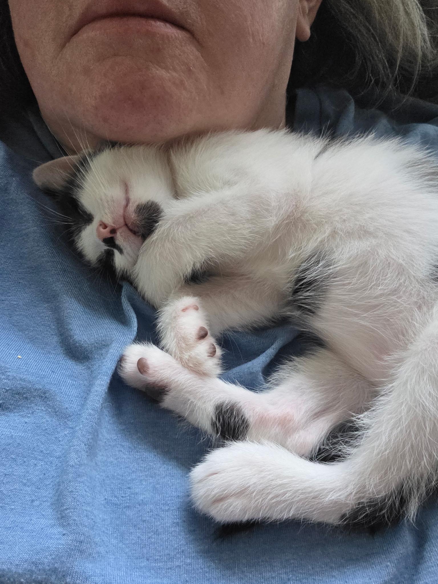 Enlarge Skuttle, a Adoptable Domestic Short Hair in Morganton, NC image 2/5