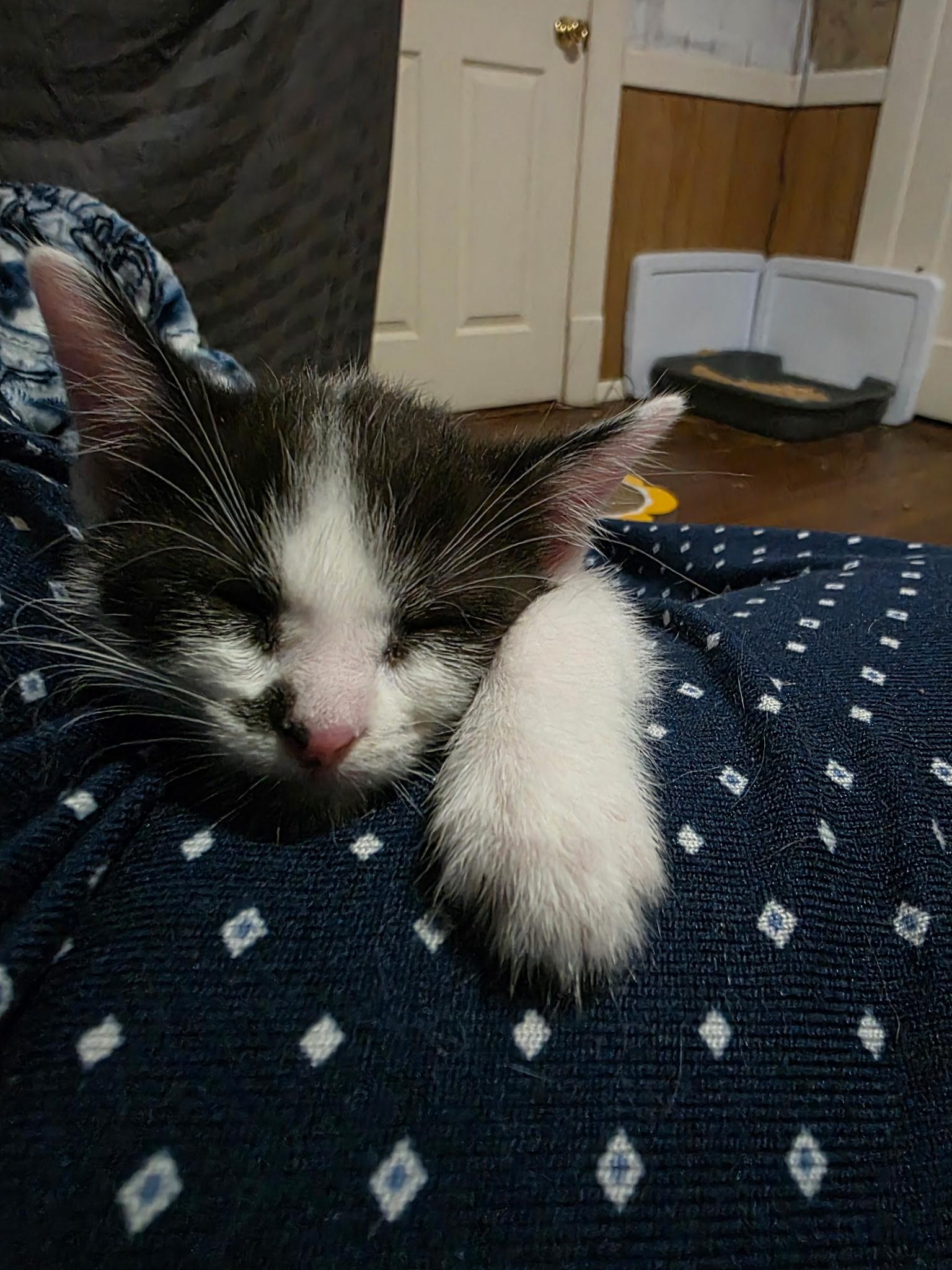 Enlarge Skuttle, a Adoptable Domestic Short Hair in Morganton, NC image 4/5