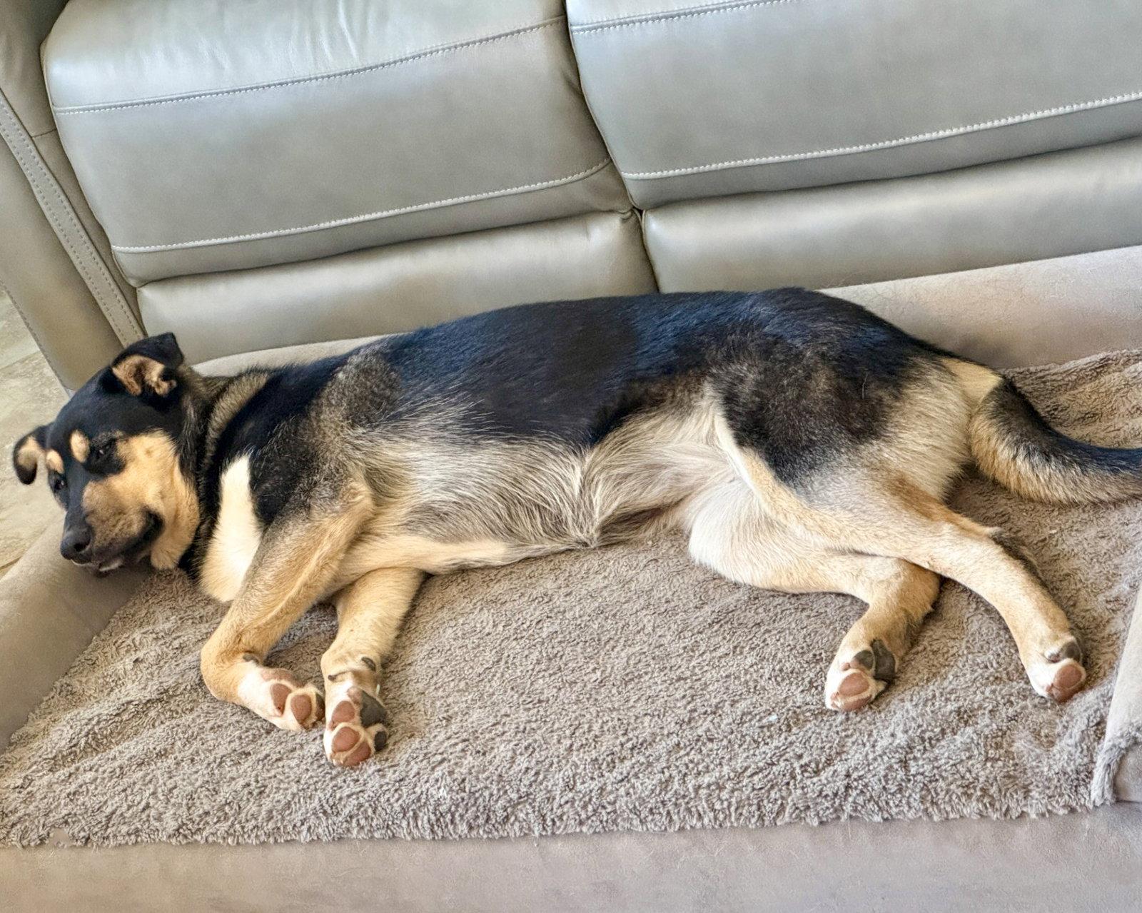 Tonks, a Adoptable mixed breed in Corona, CA image 2/3